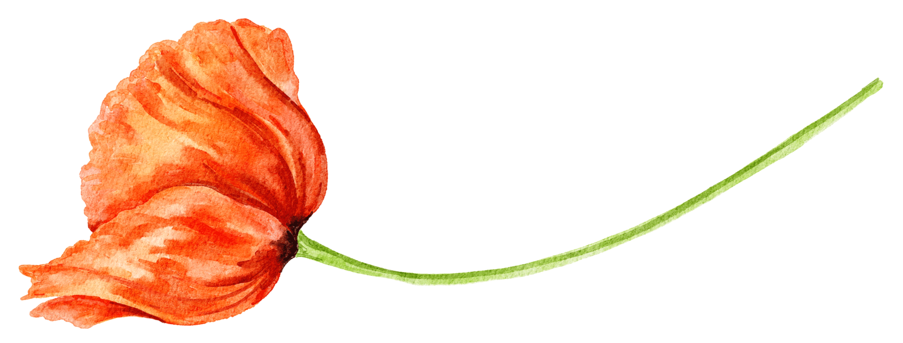 flower-2-wide.png